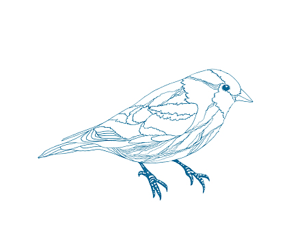 在树枝上的鸟儿简笔画aipng手绘鸟禽类aipng鹦鹉简笔画aipng栖息的小