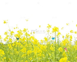 油菜花png素材