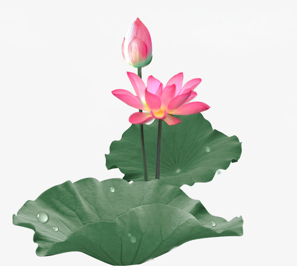 夏天荷花png素材