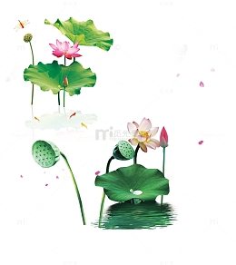 立夏荷花png素材