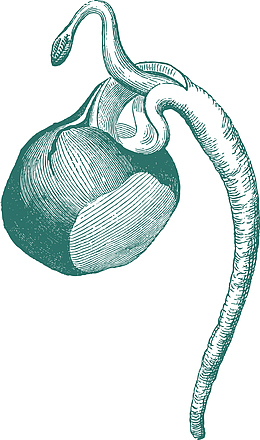 卡通手绘种子胚芽秋分插画