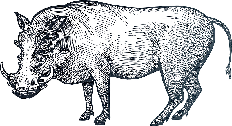 矢量手绘素描动物野猪插画