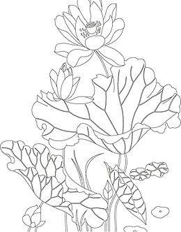 手绘线条儿荷花儿