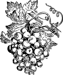 板绘葡萄素描线稿