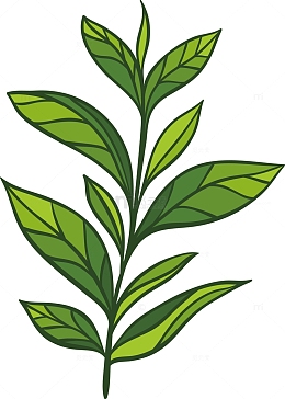 免费png茶叶简笔画矢量茶叶ai免费png免费png矢量手绘蔬菜辣椒尖椒eps