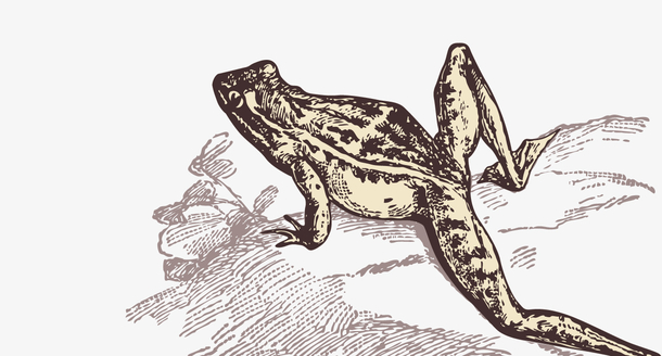 手绘青蛙线稿素材