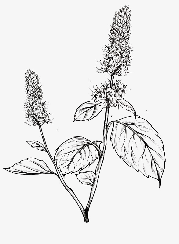 关键词 : 手绘,热带植物,树叶,花朵[声明] 觅元素所有素材为用户免费