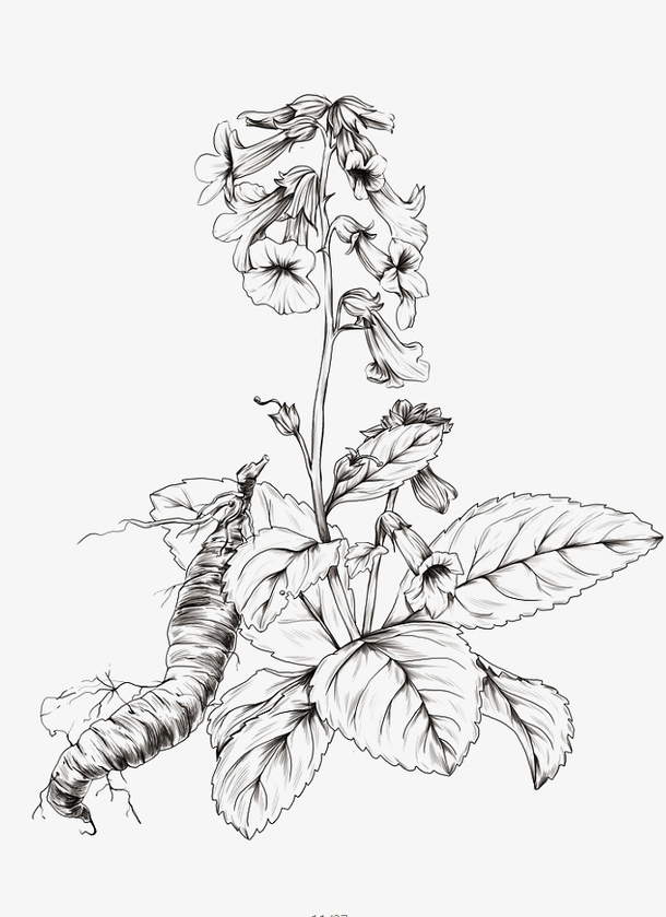 手绘草药线稿6