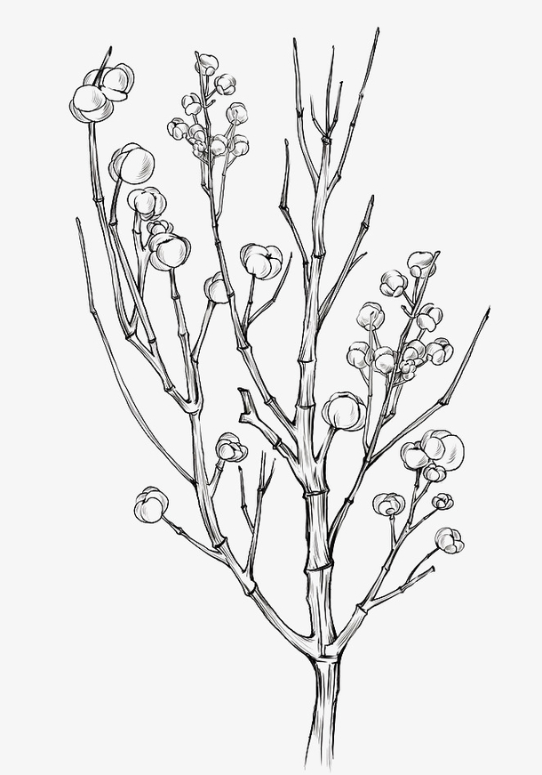 手绘药草线稿10