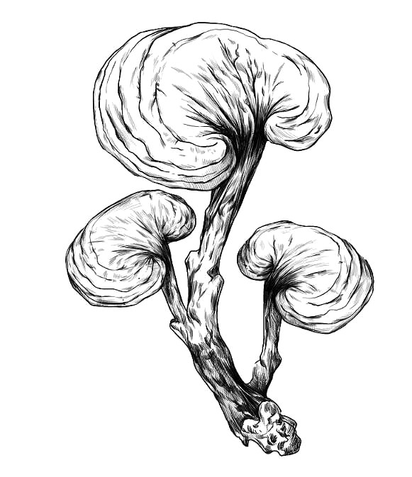 手绘药草线稿7