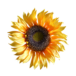 太阳花