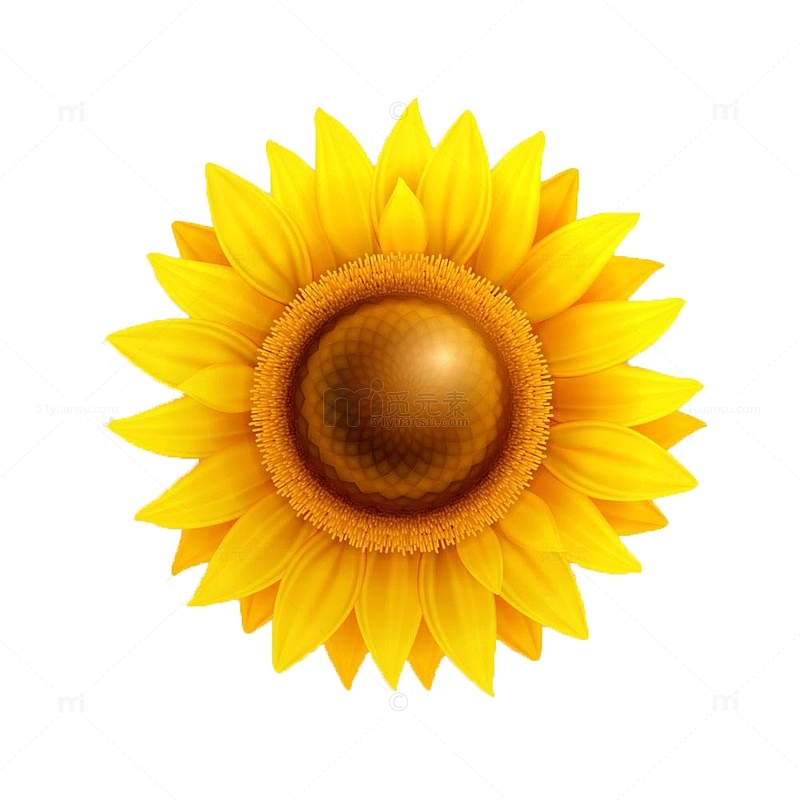 金葵花向日葵黄色花朵鲜花向阳花