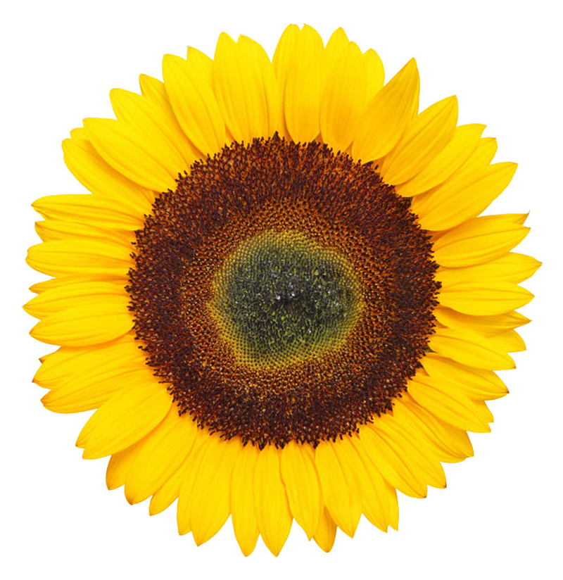 黄色有观赏性的向日葵一朵大花实