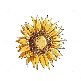 向阳花免抠图下载