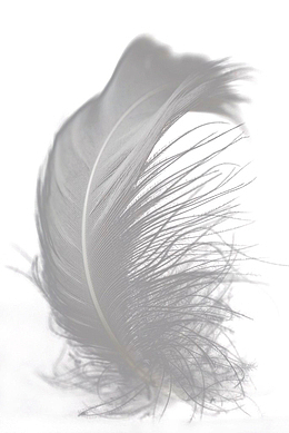 卡通手绘漂浮羽毛png