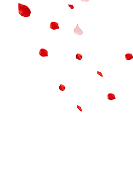 红色花瓣漂浮
