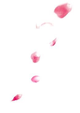 漂浮花瓣