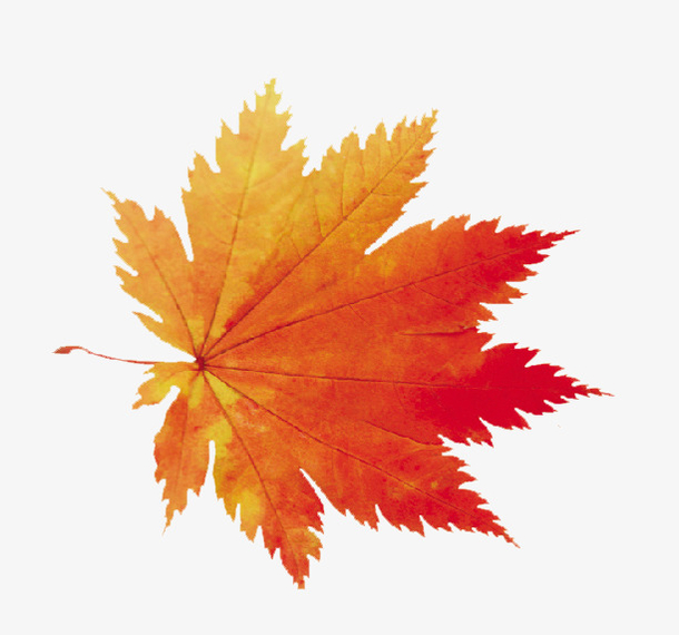 枫叶素材免费下载_觅元素