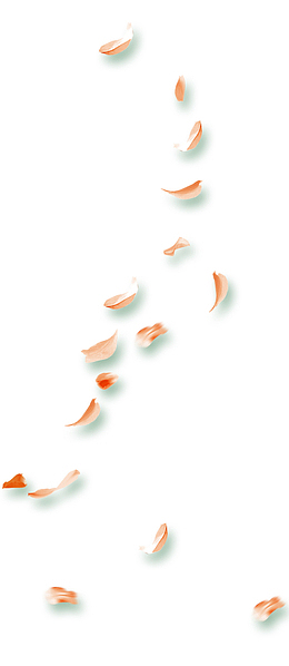 橙色清新花瓣漂浮素材