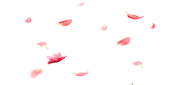 花瓣漂浮