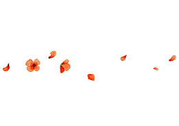 手绘花瓣