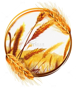 二十四节气小麦麦田