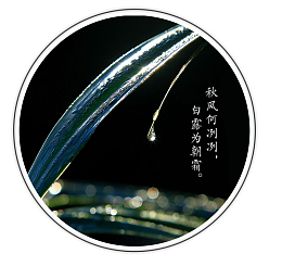 白露插画简约图标