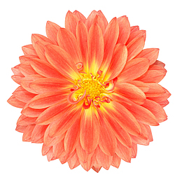 红色有观赏性渐变色的一朵大花实