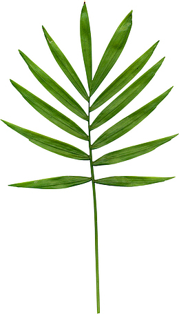 就只有一根草