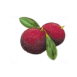 手绘杨梅