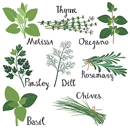 手绘绿色健康迷迭香香菜薄荷插画