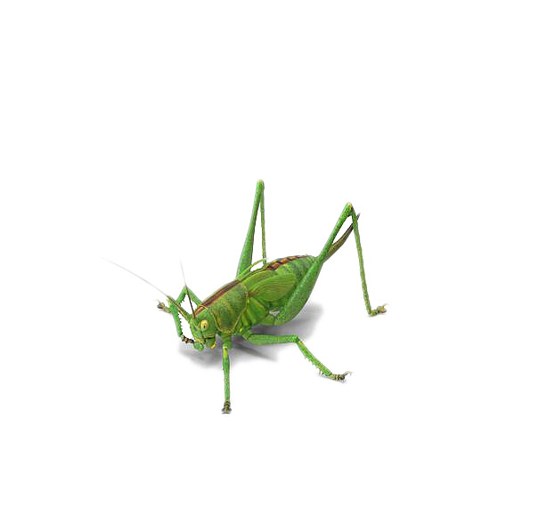 绿色昆虫