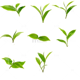 绿色矢量茶叶素材背景