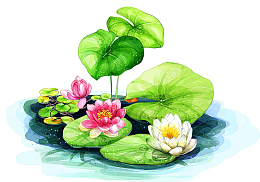 精致手绘莲花