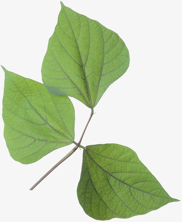 桑树叶子素材免费下载_觅元素