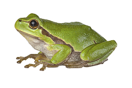 绿色青蛙侧面特写