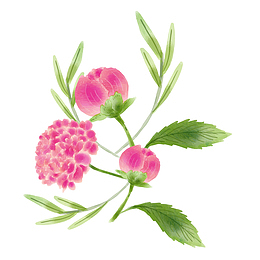 水彩红色绣球花花卉花朵装饰矢量