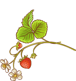 绿色清新草莓藤