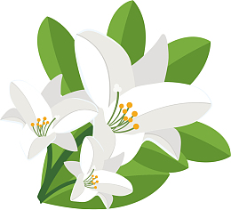 矢量图清香百合花