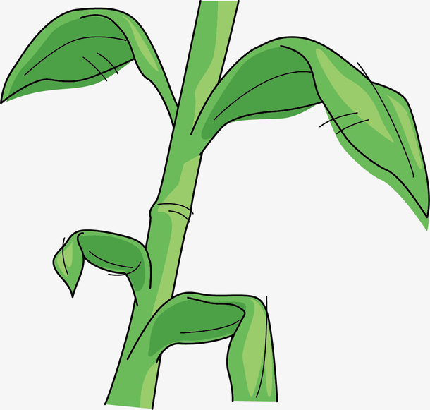 玉米简笔画 秸秆图片