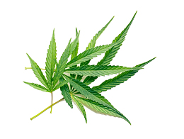 大麻叶摄影