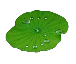 水萍免抠png