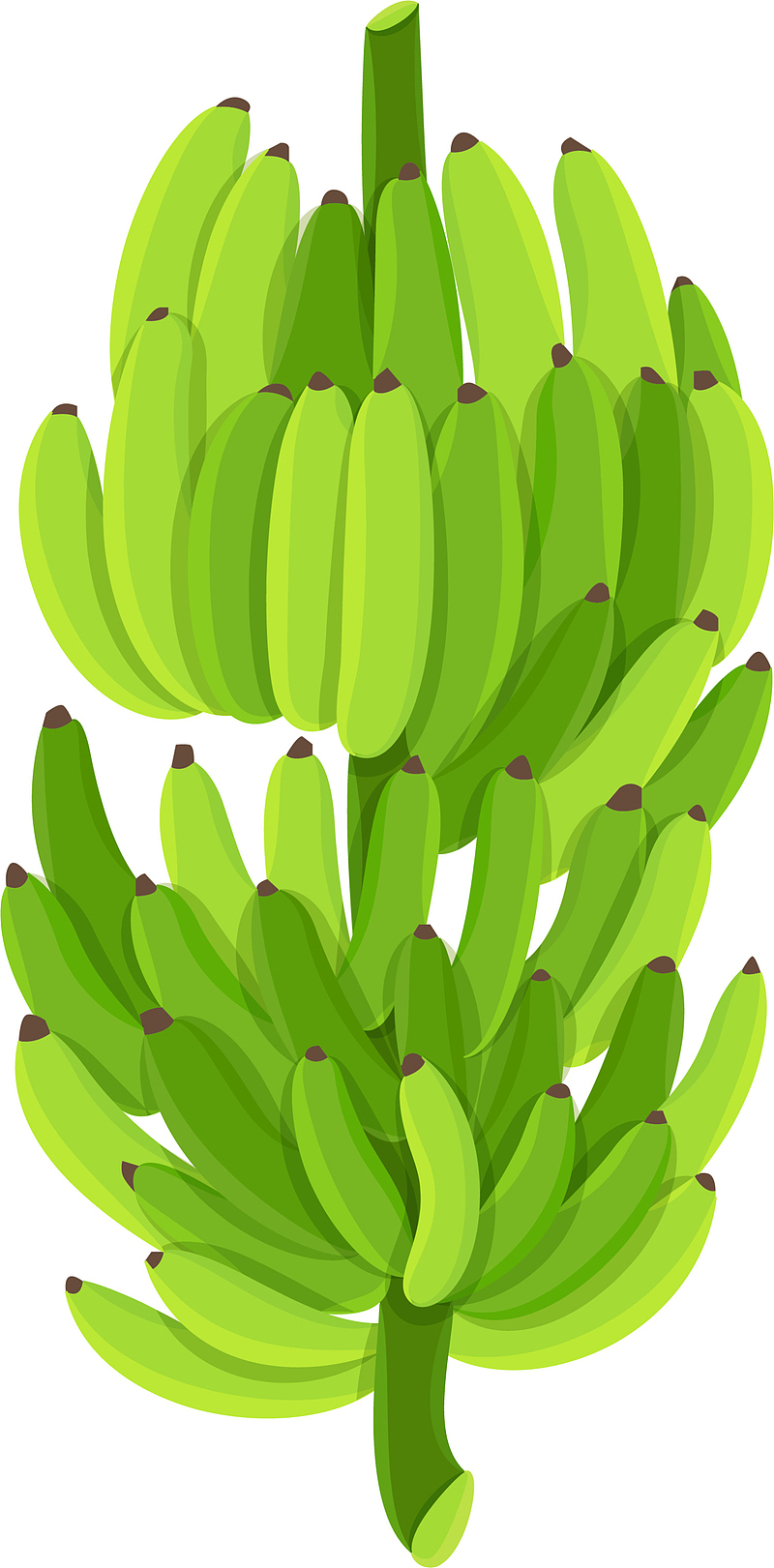 青涩绿色香蕉