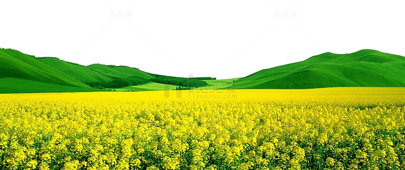 绿色春季黄色油菜花开