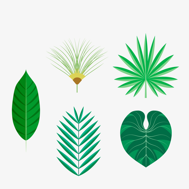 关键词 : 树叶,绿色植物,背景装饰,矢量图,卡通叶子,热带叶子[声明]