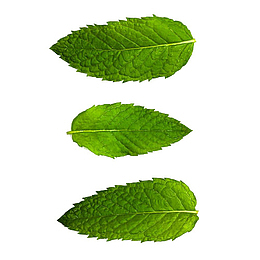 绿色薄荷叶摄影