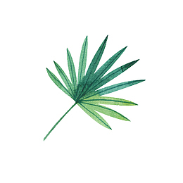 棕树叶子免抠下载