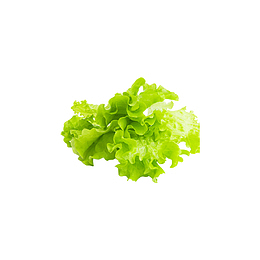 绿色生菜
