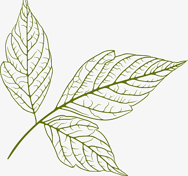 手绘绿色叶子