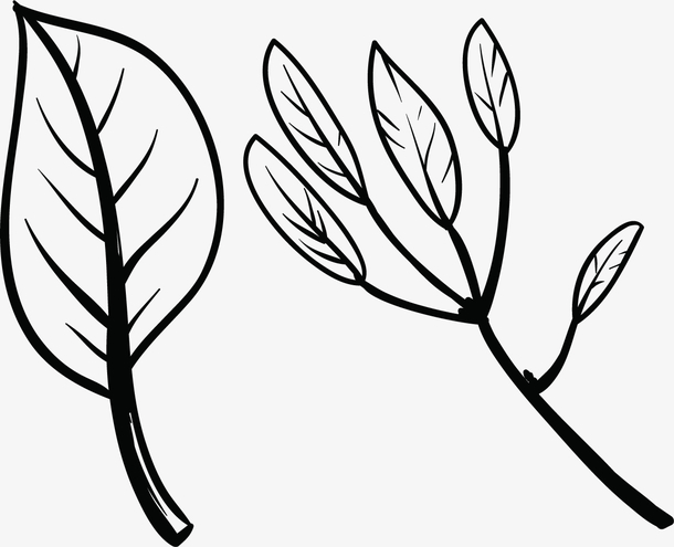 小号的水彩茶叶